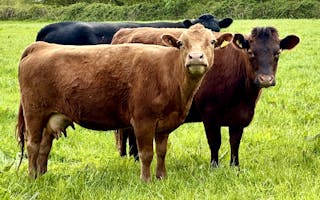 'Organic Beef available directly from the farm.' - Holiday Ideas