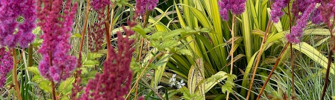 Revamping the Ornamental Grass Bed: A Journey of Renewal