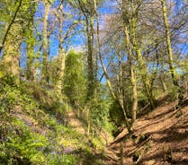 Hurstone: Walk up through the bluebell woods in spring time