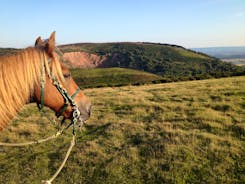 Our Quantock pony Bobby with Triscombe Quarry behind