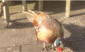 Phil the pheasant, a frequent visitor