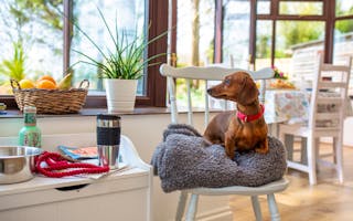 'Things to do with your dog on holiday' - Holiday Ideas