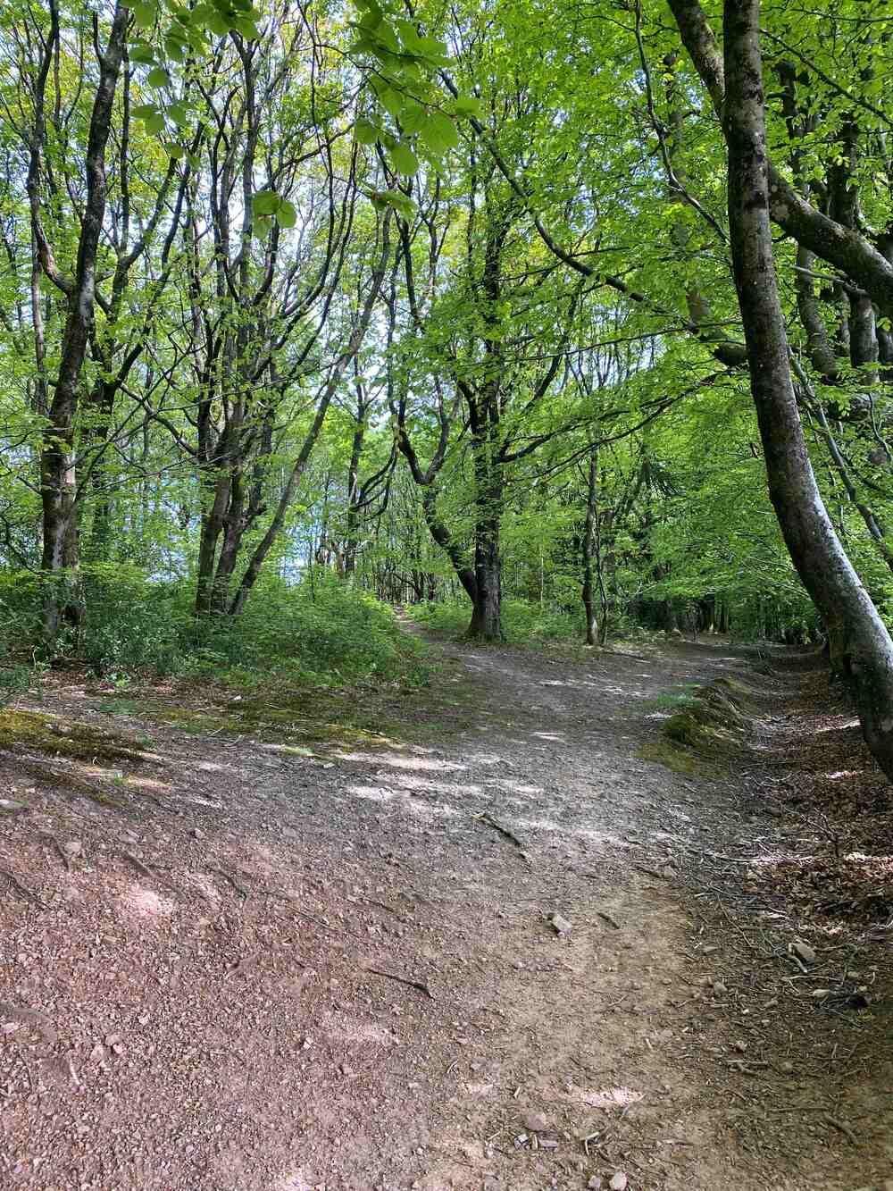 Tall broadleaf trees at Great Wood