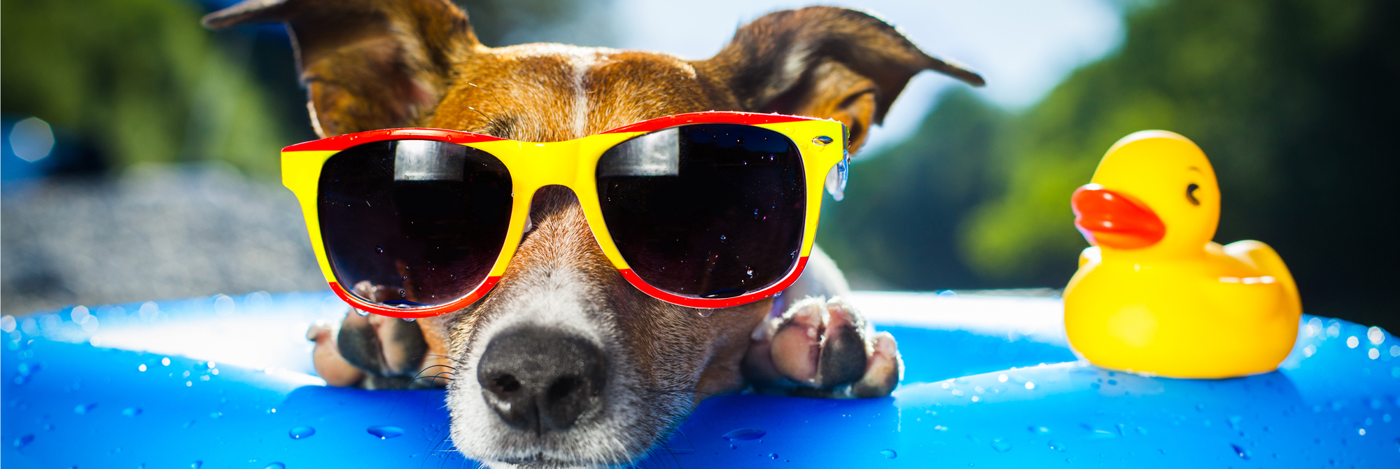 holiday homes that allow dogs