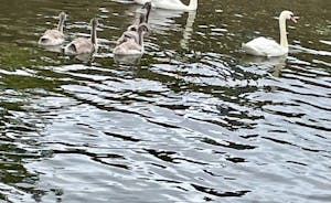 Geese, Ducks & Swans on the Lake