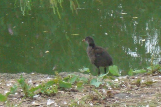 Baby Moorhen at Bodfan, Anglesey