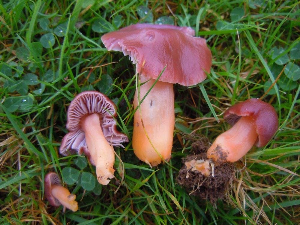 Rare Jubilee Waxcap fungus at Bodfan, Anglesey