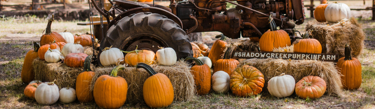 The Best Pumpkin Patches In Somerset