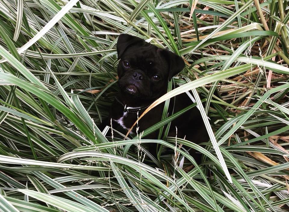 dog friendly cottage forest of dean