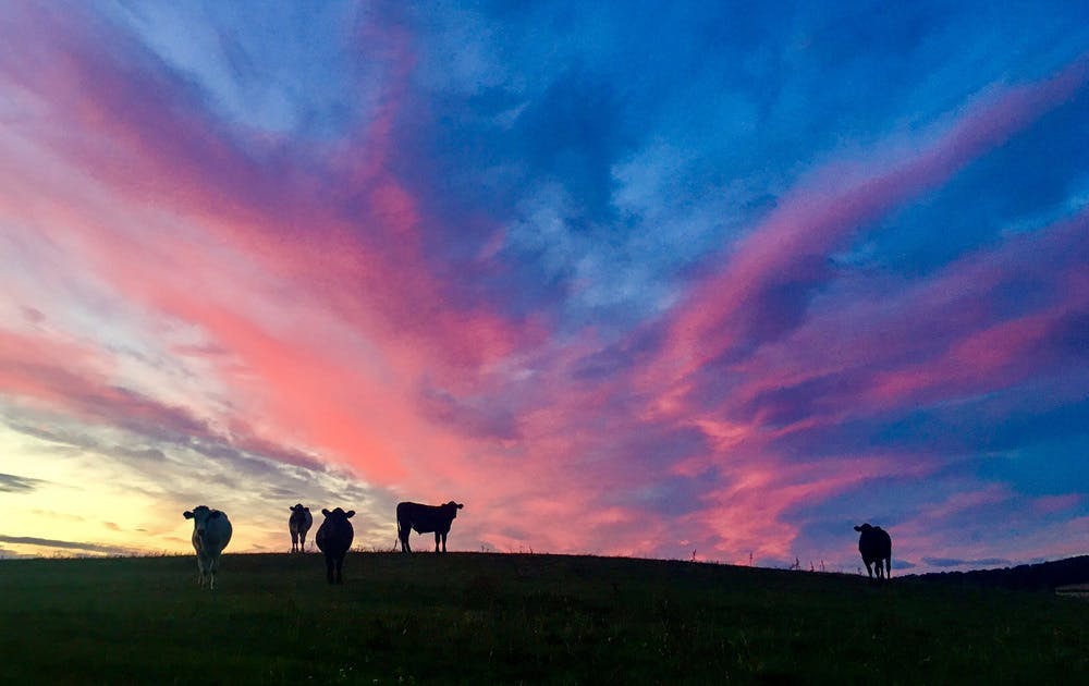 Cattle at sunset