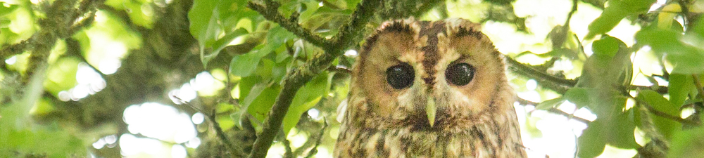 Tawny Owl's eyes