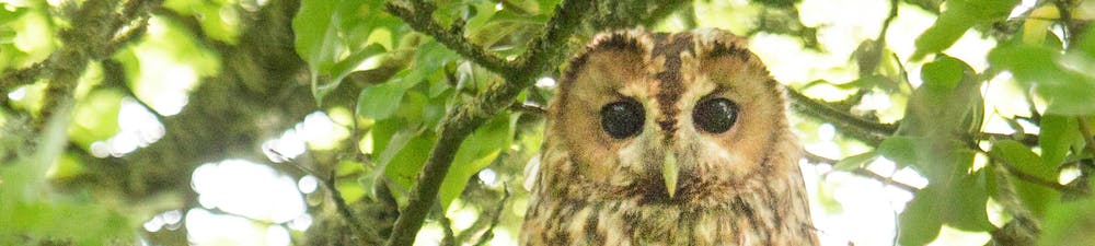 Tawny Owl's eyes