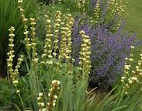 Mottistone Gardens and Estate