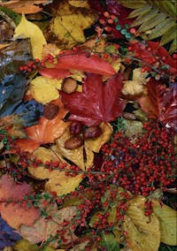Autumn berries and leaves