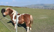 Rory our pony at Hillside Farm Retreats
