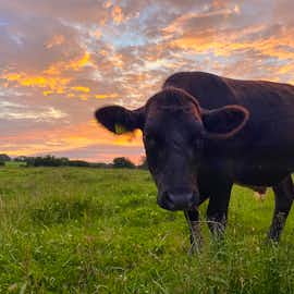Countryside and Animals Countryside and Animals
