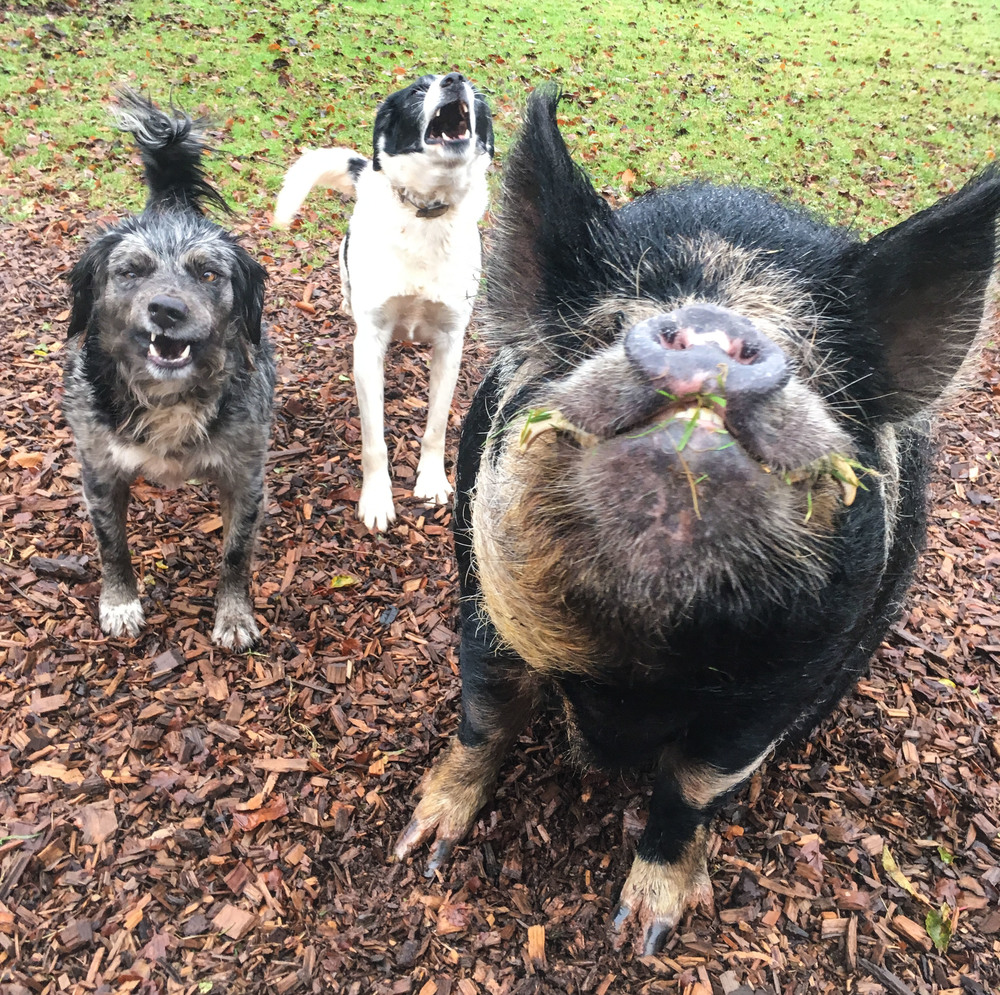 Pepsi, Elbie & Blackberry all pulling silly faces!