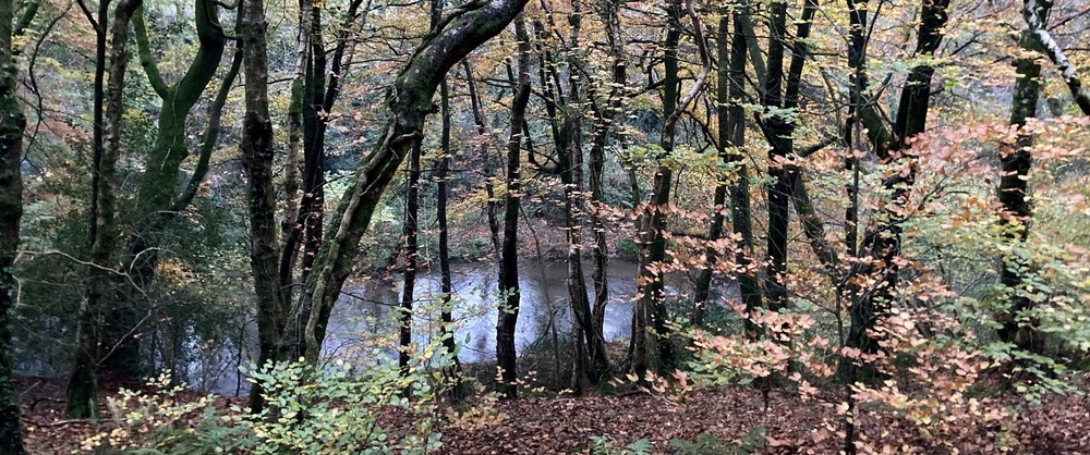 Trees at Waterrow Nature Reserve
