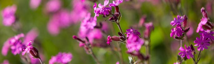 Spring into Blooms: Wildflower Walks in Somerset with your Dog
