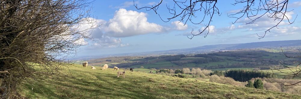 View across hills and valleys of Somerset and Devon . Sheep and lambs grazing 