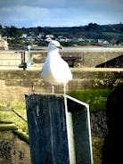 PADSTOW SEAGULL