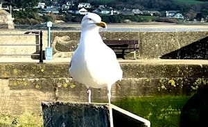 PADSTOW SEAGULL