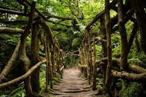 Puzzlewood in the wye valley. Image shows a rope bridge in a lush green environment