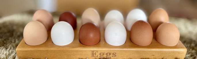 Eggs-traordinary eggs-periments for the curious