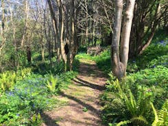 Woodland walks in the grounds