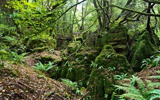 'The Ultimate Forest of Dean & Wye Valley Bucket List (With Extra Fun)' - Holiday Ideas