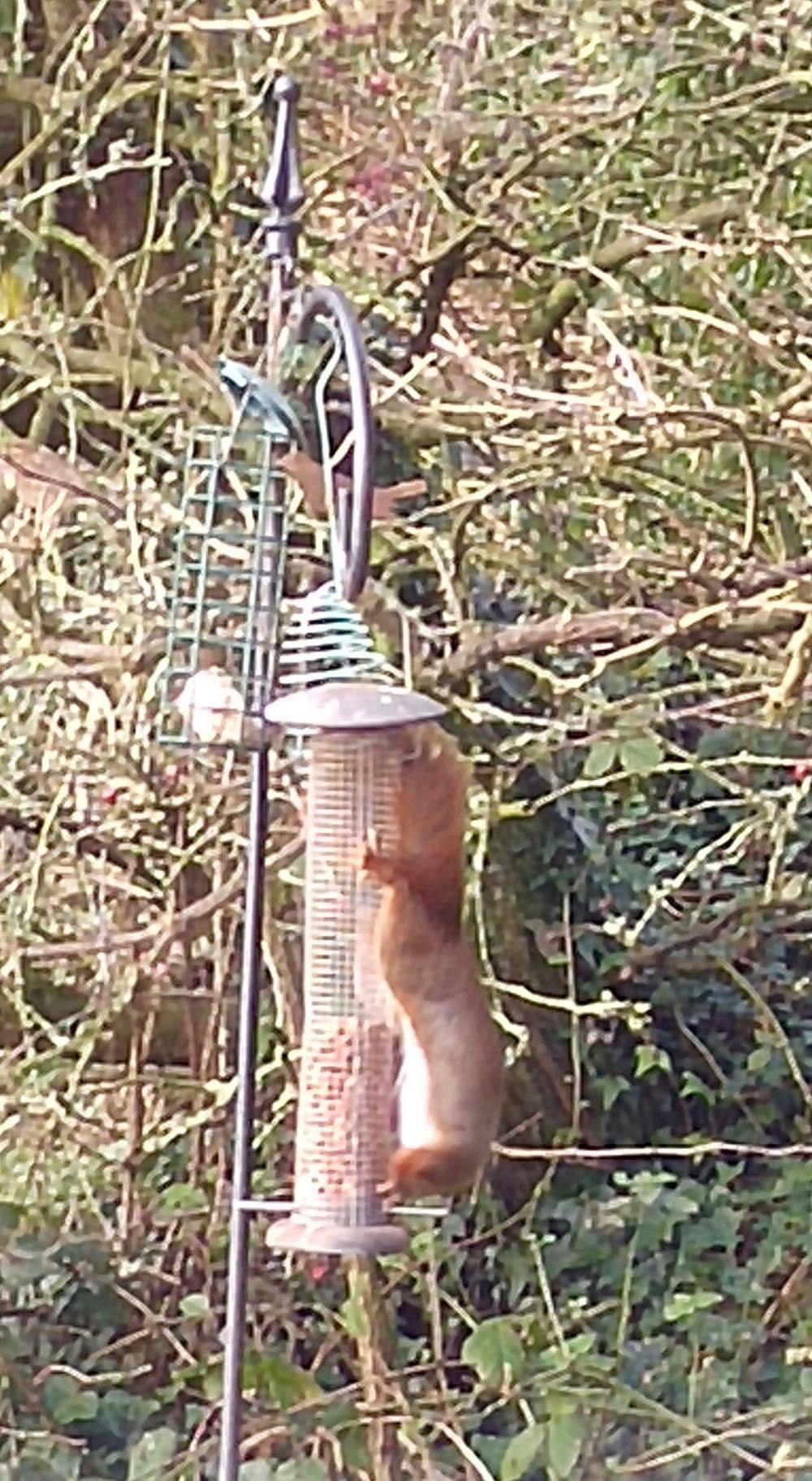 Red squirrels at Bodfan, Anglesey