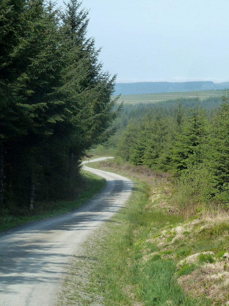 Forest track and scene, Mid Wales uplands - Walking & Hiking holidays in Rhayader