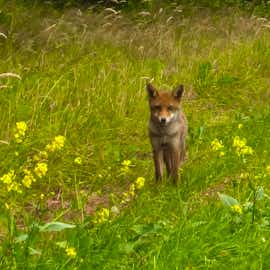 Foxy Foxy