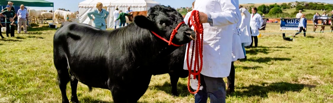 Our Kittisford Dexters 