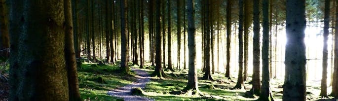 Enjoy Walks in the Forest of Dean and the Wye Valley