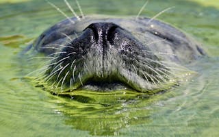 'Nature and Wildlife' - Holiday Ideas