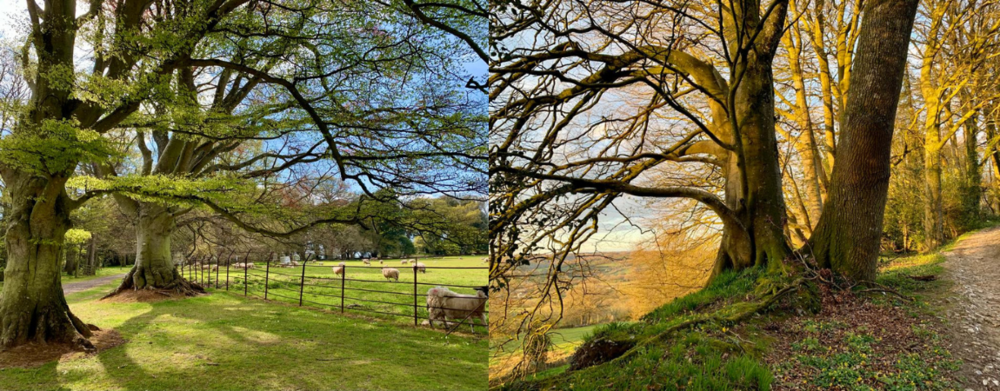 devon woodland walks