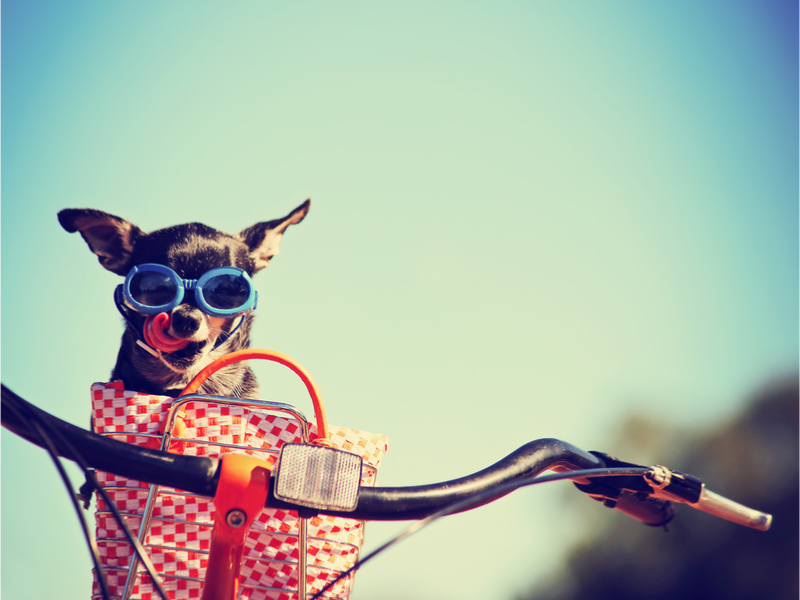 holiday homes that allow dogs