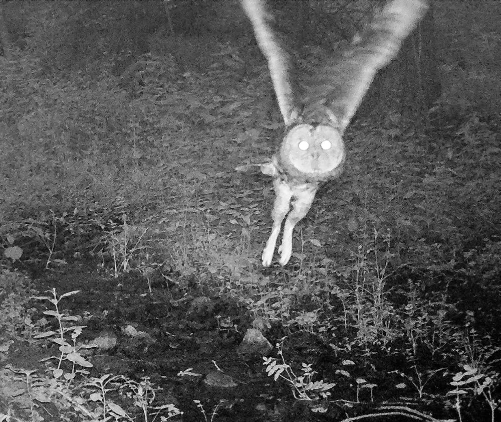 Tawny Owl takes flight, captured by nature cam