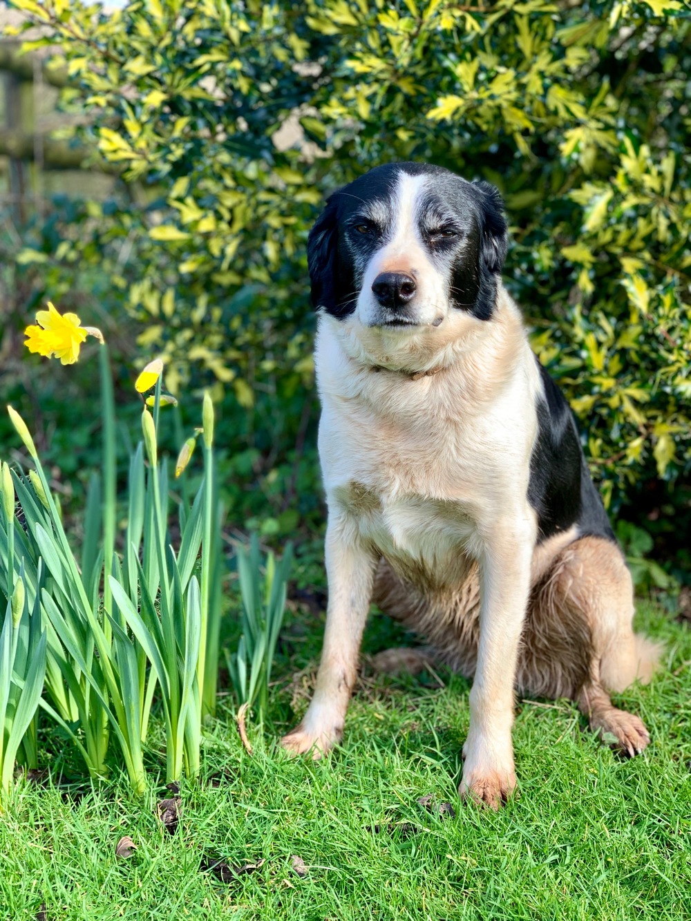 Farm dog Pepsi with spring daffodils.