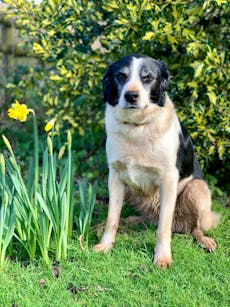 Farm dog Pepsi with spring daffodils.