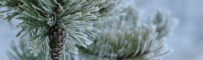 ✨ Yule: Embracing the Magic of New Beginnings ✨