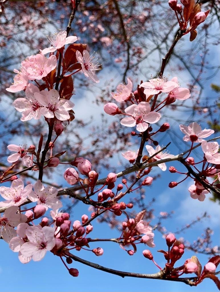 Cherry blossom in spring