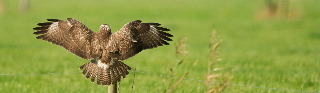 Close To Nature: A Winters Walk in Buzzards Woodland
