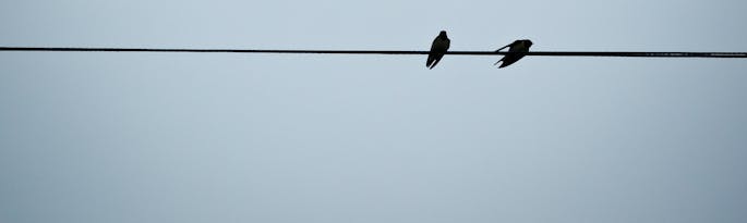 The Swallows are back!