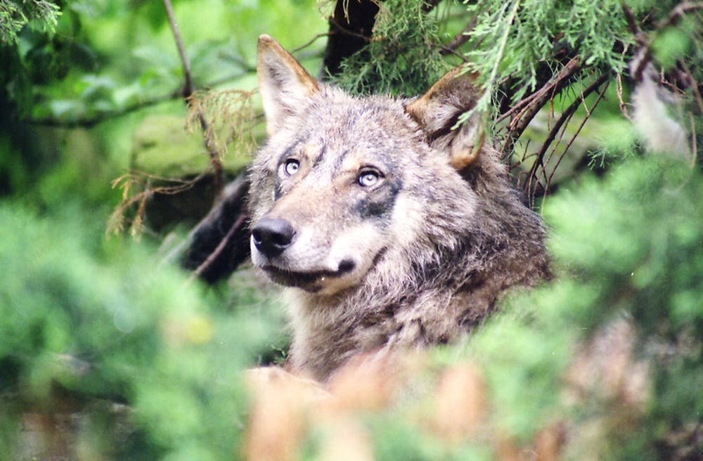 A wolf at Wildwood Devon