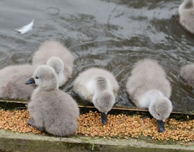 Abbotsbury Swannery