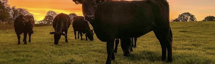 Exploring Biodynamic Organic Farming here at Kittisford Barton Farm