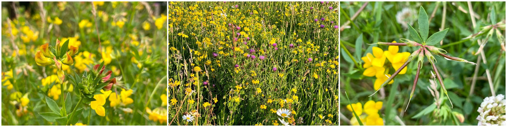 Bird's-foot-trefoil