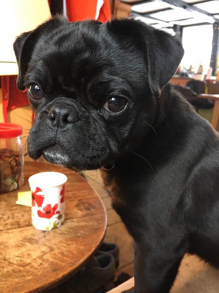 wye valley dog friendly accommodation